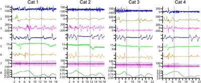 Complex Visceral Coupling During Central Sleep Apnea in Cats